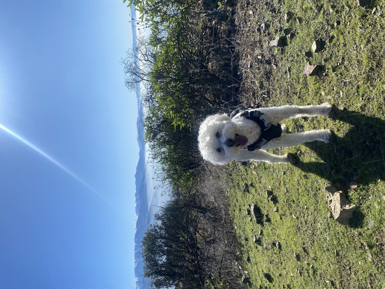 Mateo