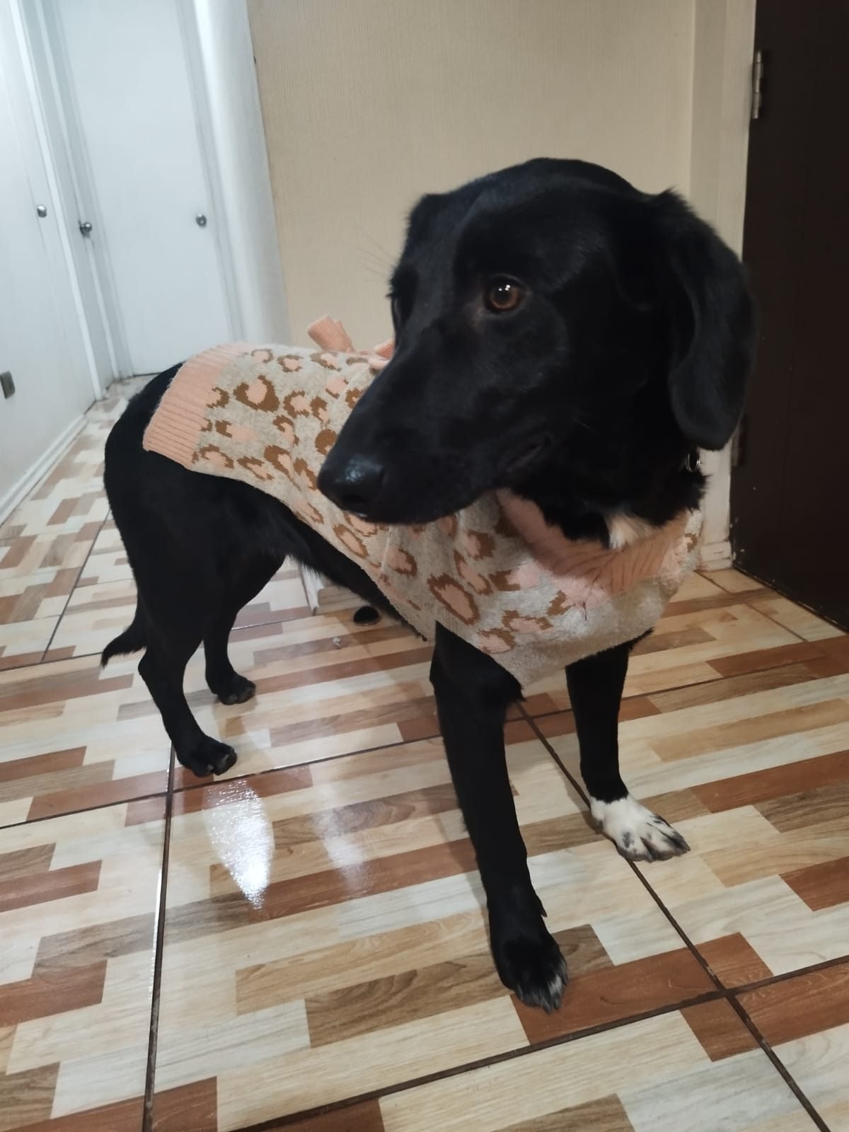 Perro