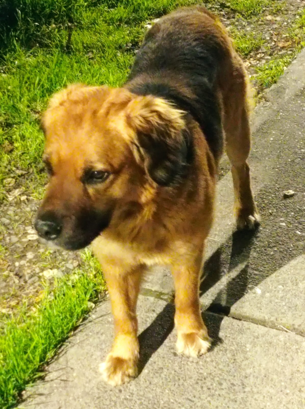 Perro