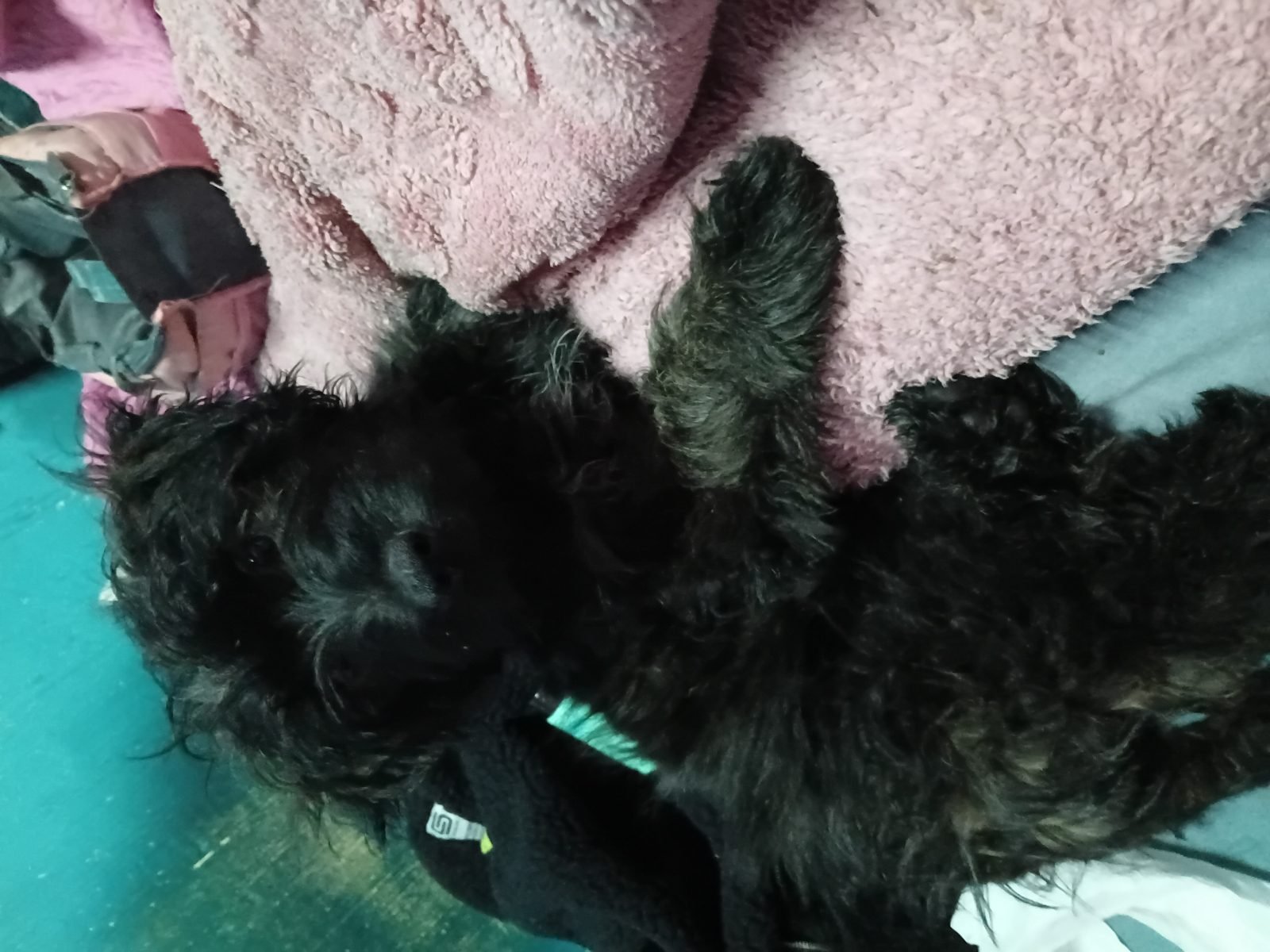 Lichita